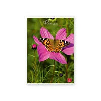 Pigna Butterflies A4 42 lap, tűzött, vonalas füzet #4
