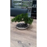 IRIS E5778 BONSAI dekoráció művirággal cserépben 25x18cm #1