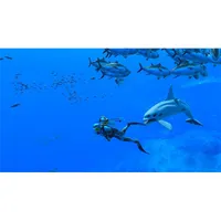 Endless Ocean Luminous Nintendo Switch játékszoftver #5